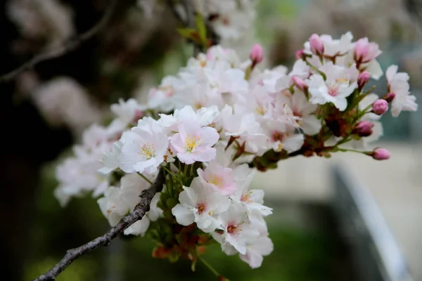 가지에 아름다운 벚꽃의 꽃봉오리 — 스톡 사진