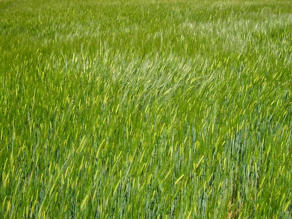 Uno Sfondo Erba Verde Alta Campo Durante Giorno — Foto Stock