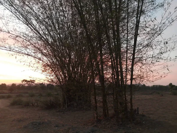 落日的天空 背景是竹子树 美丽的自然景观 壮观的橙色热带风景 金色的落日 — 图库照片