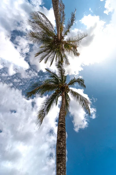 Ângulo Vertical Baixo Coqueiros Sob Céu Azul Nublado Perfeito Para — Fotografia de Stock