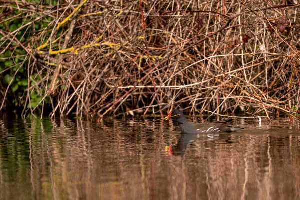 Das Auf Dem See Schwimmende Moorhuhn Gallinula Chloropus — Stockfoto