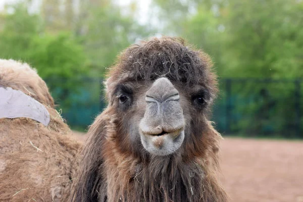 Primo Piano Cammello Durante Giorno Allo Zoo — Foto Stock