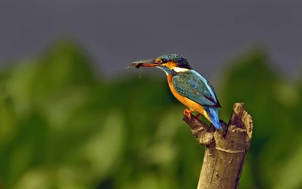 Een Selectieve Focus Van Een Gewone Ijsvogel Bamboe Met Prooi — Stockfoto