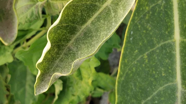 Tiro Close Milkweed Planta Folhas Verdes Dia Ensolarado — Fotografia de Stock