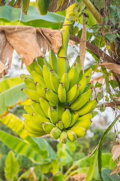 Вертикальні Достиглі Свіжі Банани Дереві Таїланді — стокове фото