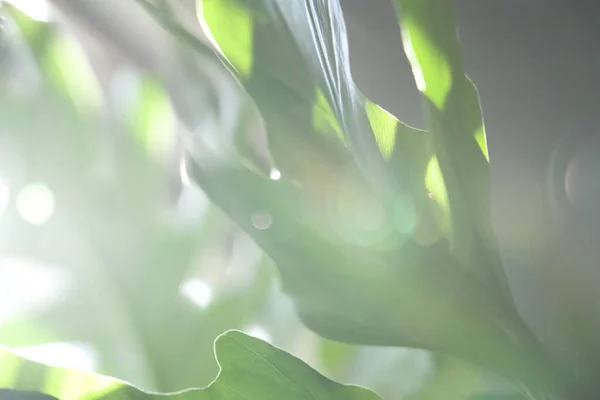 Primer Plano Hermosas Hojas Plantas Tropicales Verdes Luz Del Sol — Foto de Stock