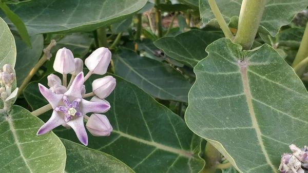 Närbild Skott Mjölkgräs Blommor Med Gröna Blad Bakgrunden — Stockfoto