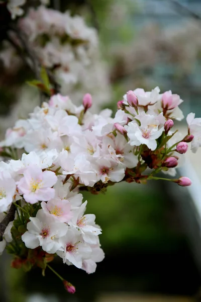 Een Verticaal Schot Van Prachtige Kers Bloesems Boom Takken — Stockfoto