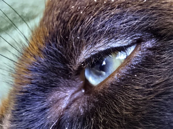 Primer Plano Del Ojo Perro Negro Sobre Fondo Verde —  Fotos de Stock