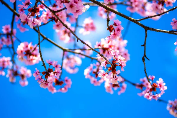 Primo Piano Fiori Rosa Sakura Sfondo Cielo Blu — Foto Stock