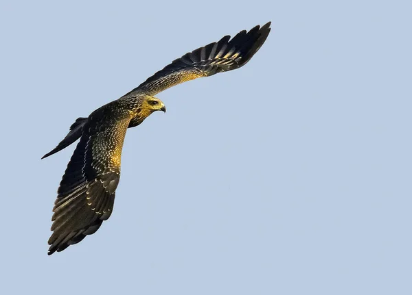 Een Dichtbij Shot Van Een Zwarte Vlieger Vliegend Tegen Een — Stockfoto