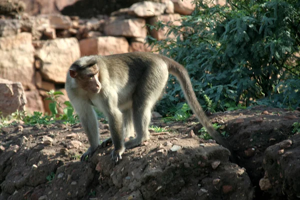 Tiro Perto Macaco Alerta Olhando Para Intruso — Fotografia de Stock