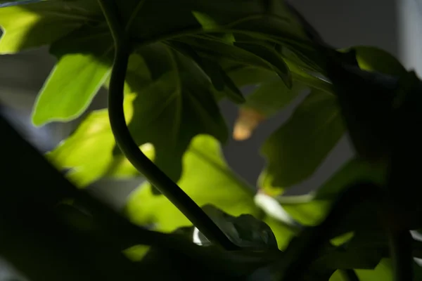 Primer Plano Hermosas Hojas Plantas Tropicales Verdes Las Sombras — Foto de Stock