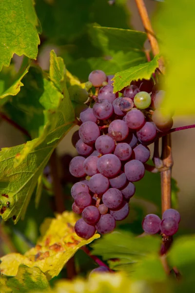 Grappolo Uva Rossa Matura Con Foglie Gialle Verdi Sole — Foto Stock