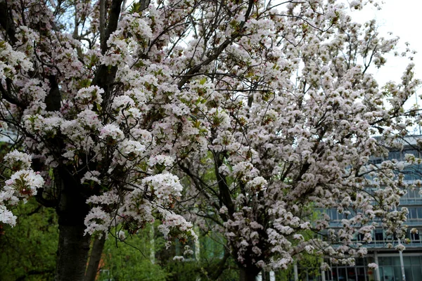 Uma Visão Natural Belas Flores Cereja Galhos Árvore — Fotografia de Stock