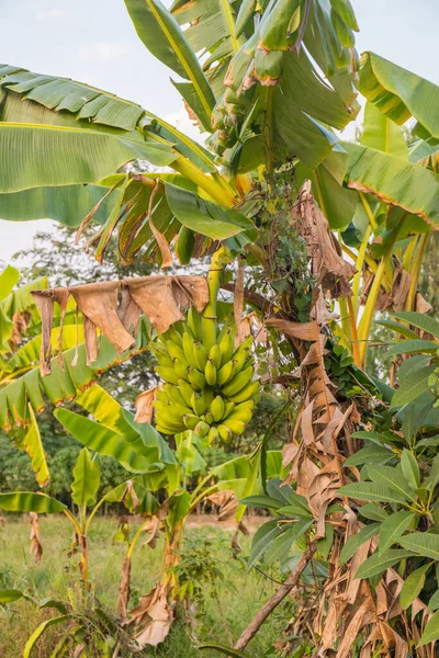 Tiro Vertical Bananas Frescas Maduras Uma Árvore Tailândia — Fotografia de Stock