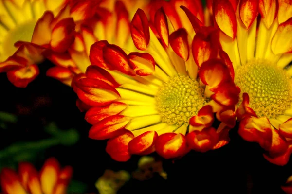 Closeup Fiery Red Yellow Flowers Woods — Stock Photo, Image