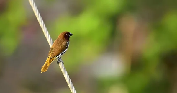 Ein Selektiver Fokus Eines Schuppenbrustfinkenvogels Der Auf Einem Kabeldraht Hockt — Stockfoto
