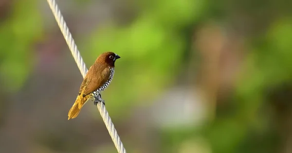 鱼翅鸟栖息在缆绳上的鳞片胸鳍鸟的选择焦点 — 图库照片