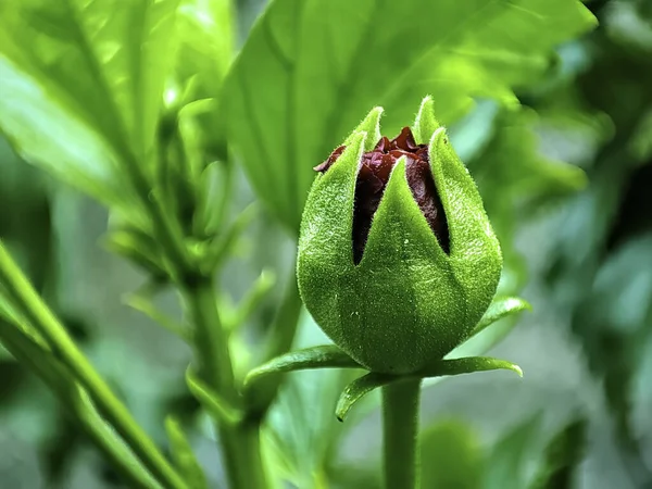 Zbliżenie Ujęcia Hibiskusa Kwiat Pąk Zielone Liście — Zdjęcie stockowe