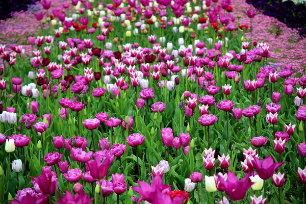 Une Vue Naturelle Des Fleurs Tulipes Violettes Plantées Dans Parc — Photo