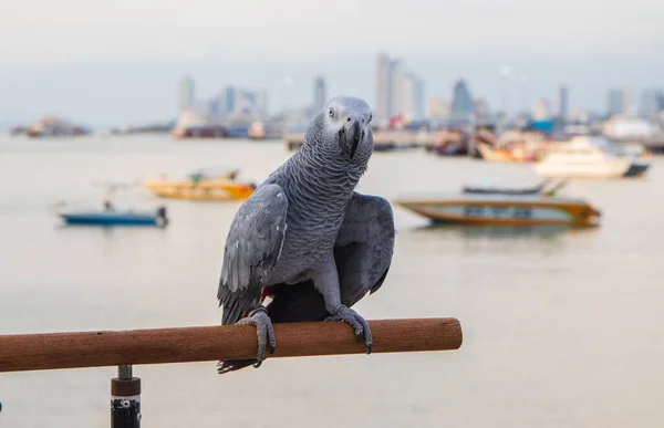Bir Afrikalı Gri Papağan Limandaki Bir Rıhtımın Parmaklıklarına Tünemiş — Stok fotoğraf