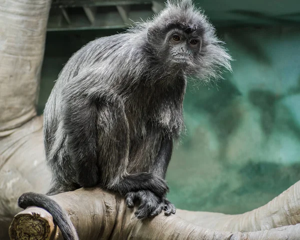 Eine Selektive Fokusaufnahme Eines Kleinen Schwarzen Gorillas Auf Einem Holz — Stockfoto