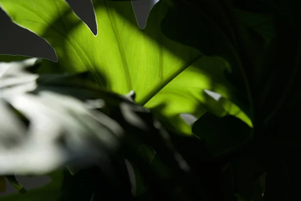 美しい緑の熱帯植物のクローズアップは影を残します — ストック写真