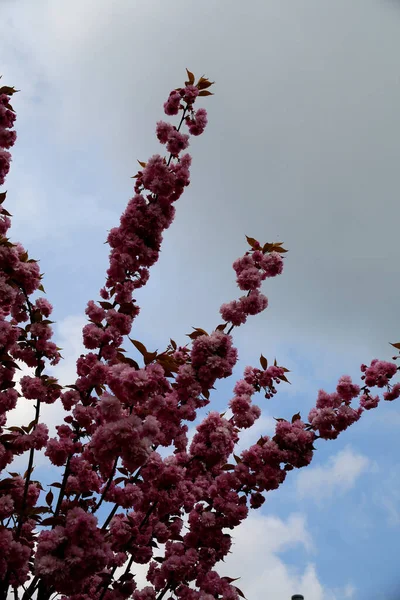 一棵美丽的深红色樱花在树枝上垂直地绽放 — 图库照片