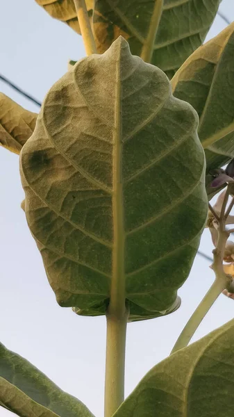 Eine Flache Aufnahme Von Milchkraut Pflanzengrünen Blättern Mit Blauem Himmel — Stockfoto