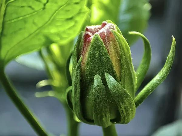 Primer Plano Brote Flor Hibisco Brillante Con Hojas Que Cubren — Foto de Stock