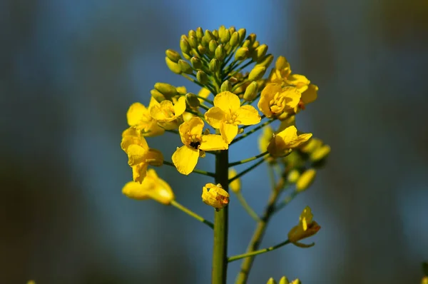 春の初めの菜の花の終わり 花には菜種のビートルが植えられています いいボケだ — ストック写真