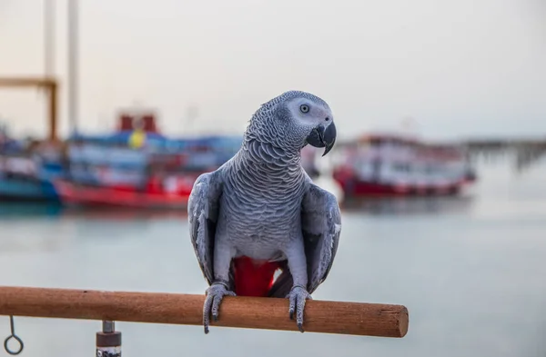Bir Afrikalı Gri Papağan Limandaki Bir Rıhtımın Parmaklıklarına Tünemiş — Stok fotoğraf