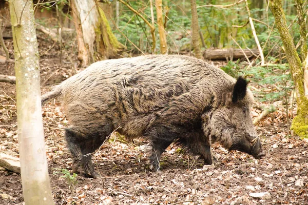 Schuss Eines Schwarzwald Getarnten Wildschweins — Stockfoto