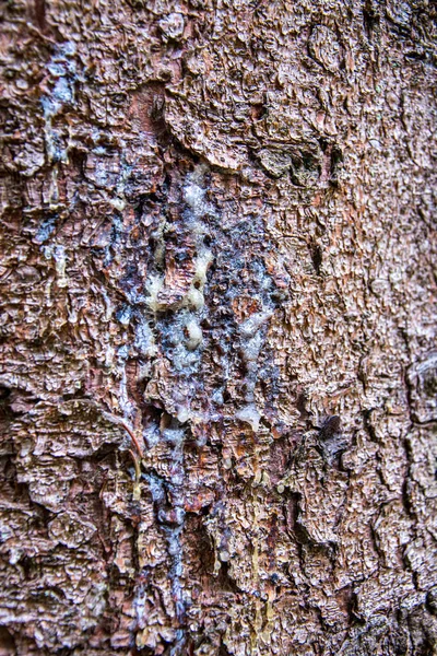 Крупный План Древесного Сока Стволе Дерева — стоковое фото