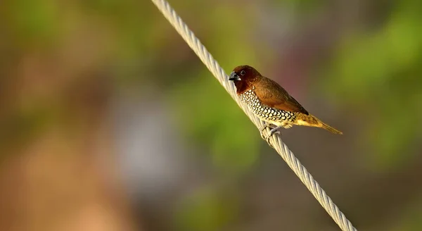 Ein Selektiver Fokus Eines Schuppenbrustfinkenvogels Der Auf Einem Kabeldraht Hockt — Stockfoto
