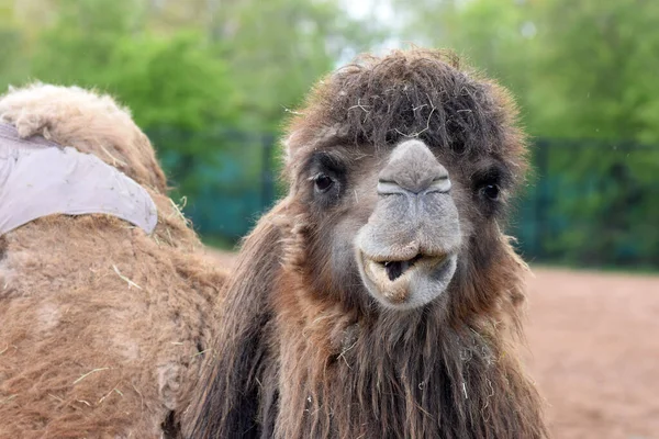Nahaufnahme Eines Kamels Tagsüber Zoo — Stockfoto