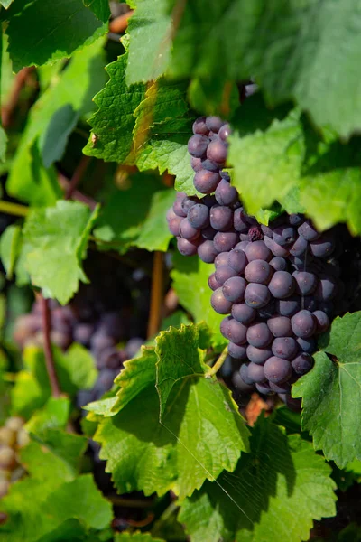 Grappolo Uva Rossa Matura Con Foglie Verdi Sole — Foto Stock