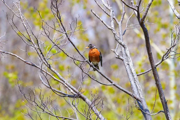 Селективный Снимок Американского Робина Известного Turdus Migratorius Сидящего Дереве — стоковое фото