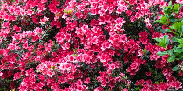 Panáka Rozkvetlého Azalky Květiny — Stock fotografie