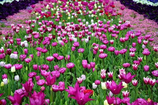 Une Vue Naturelle Des Fleurs Tulipes Violettes Plantées Dans Parc — Photo