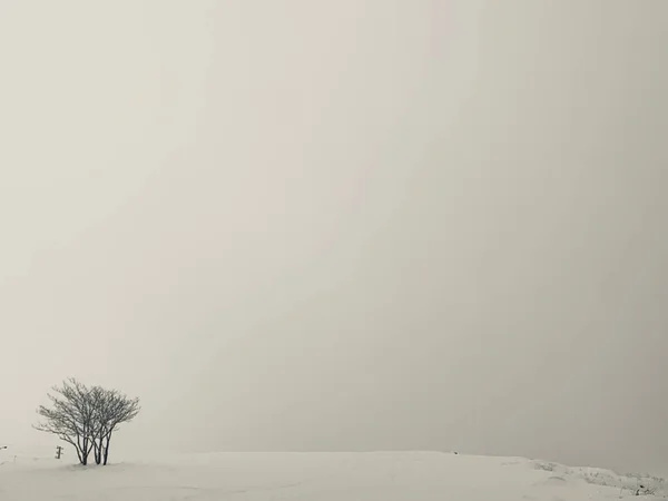 Uno Scenario Inquietante Unico Albero Nudo Isolato Sfondo Bianco Inverno — Foto Stock