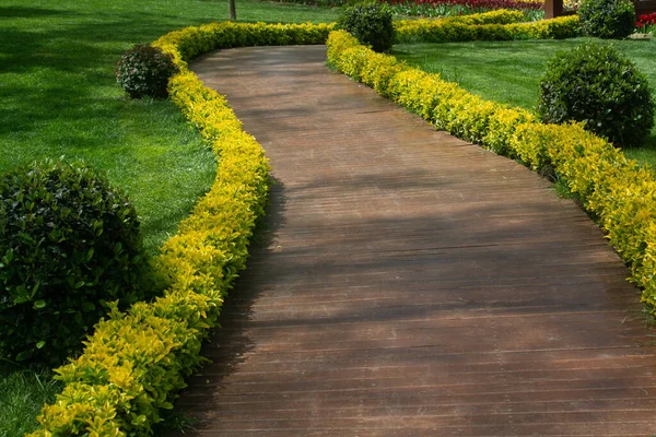 Una Passerella Legno Attraverso Parco Fiancheggiato Piante Gialle — Foto Stock