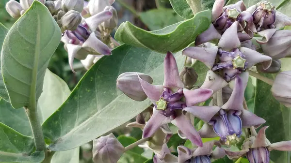 Eine Vertikale Aufnahme Von Milchkrautblüten Mit Grünen Blättern Hintergrund — Stockfoto