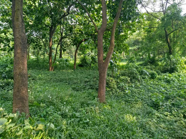 Sebuah Foto Close Tumbuh Vegetasi Pedesaan — Stok Foto
