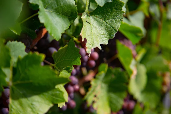 Bunch Ripe Red Grapes Green Leaves Sun — Stock Photo, Image