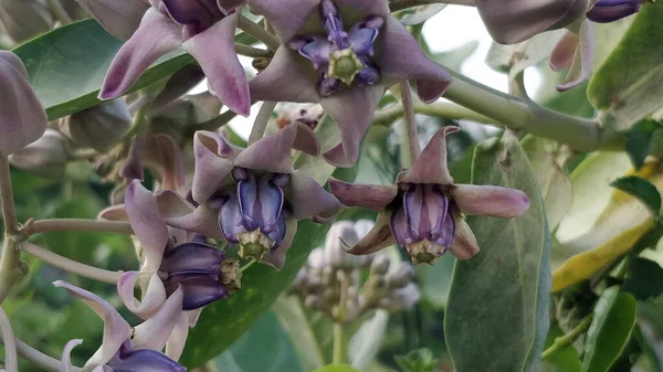 Eine Nahaufnahme Von Milchkrautblüten Mit Grünen Blättern Hintergrund — Stockfoto