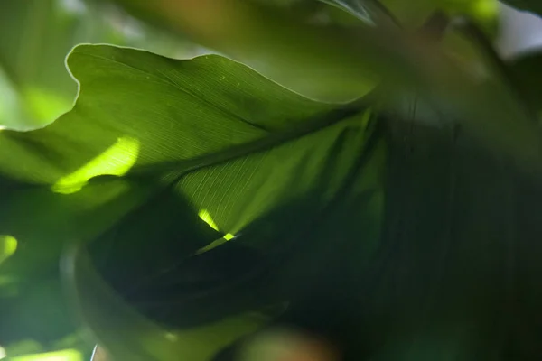 Tiro Close Belas Folhas Plantas Tropicais Verdes Sombras — Fotografia de Stock