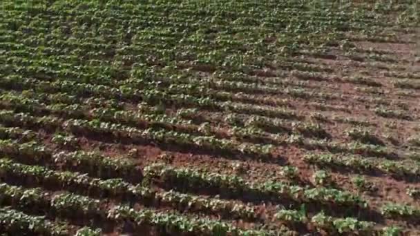 Vacker Utsikt Över Gröna Plantor Fältet Jerez Frontera Spanien — Stockvideo