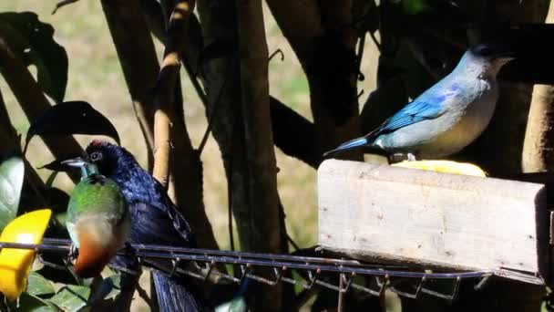 Eine Nahaufnahme Von Vögeln Die Früchte Schatten Eines Baumes Essen — Stockvideo